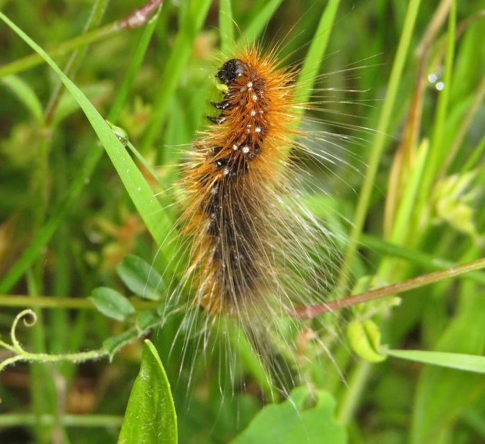 Arctia caja - közönséges medvelepke