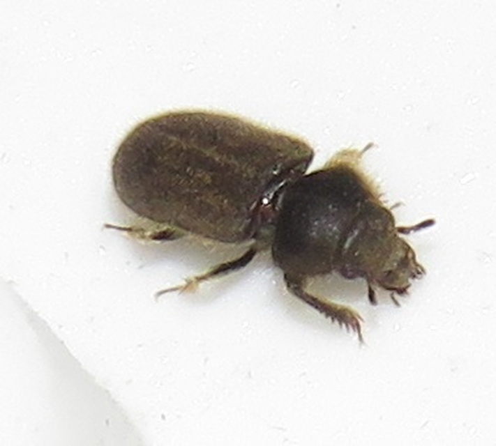Heterocerus