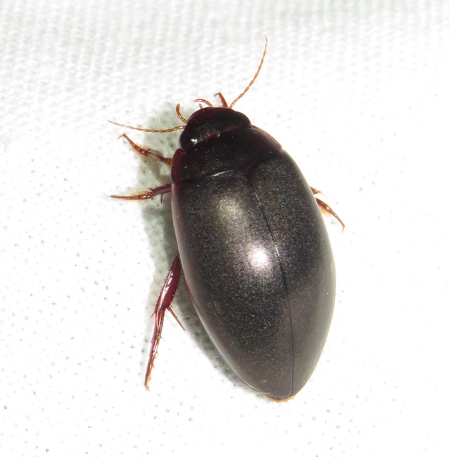 Ilybius fenestratus - vörhenyes orsócsíkbogár