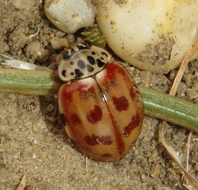 Harmonia quadripunctata - négypettyes katica