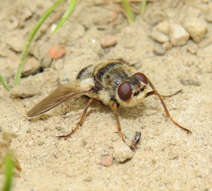 Hypoderma