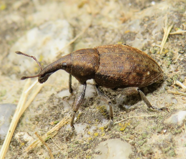 Lepyrus armatus - tompafogú fűzormányos