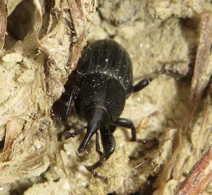 Sphenophorus