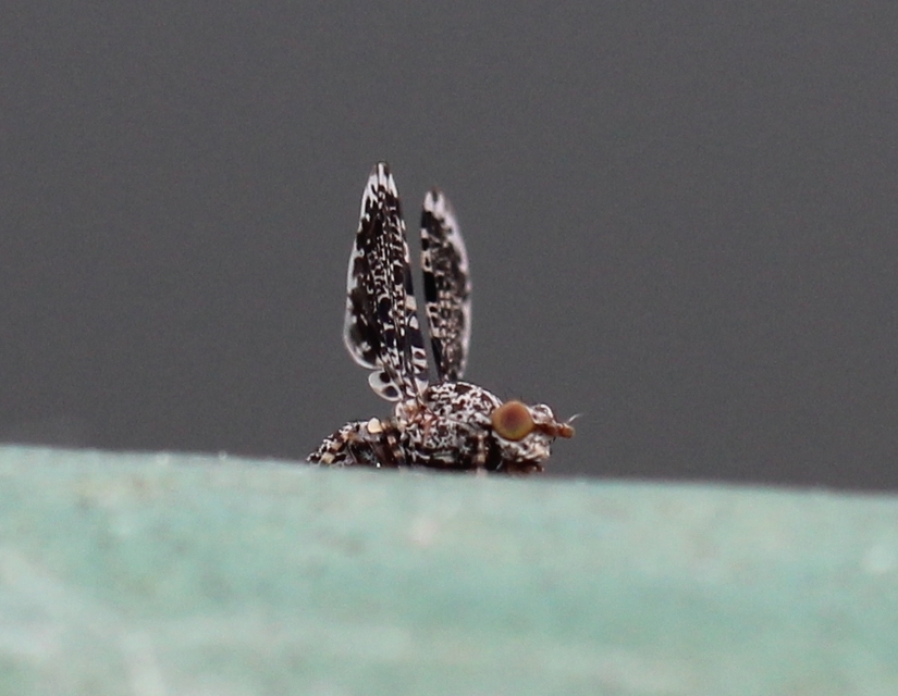 Callopistromyia annulipes - pávalégy