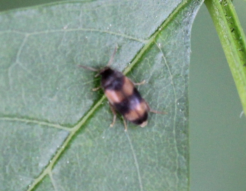Cyrtanaspis phalerata - tarka árvabogár