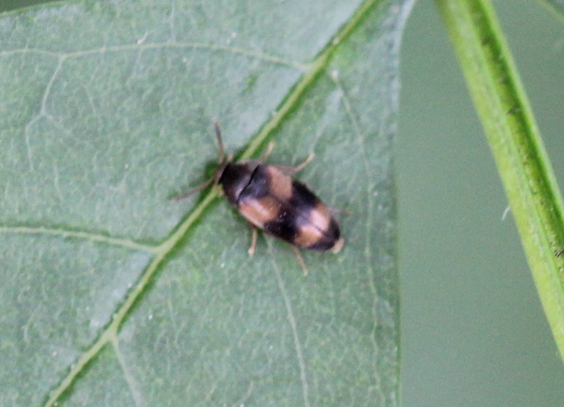 Cyrtanaspis phalerata - tarka árvabogár