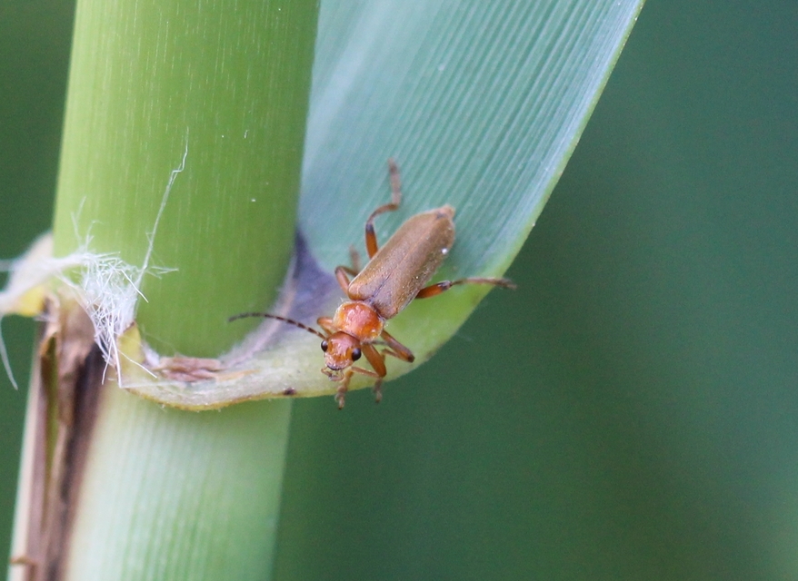 Cantharis pallida
