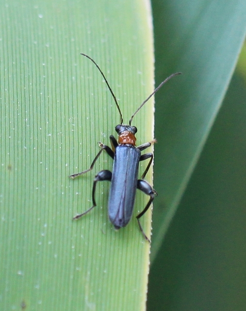 Oedemera croceicollis - pirostorú álcincér