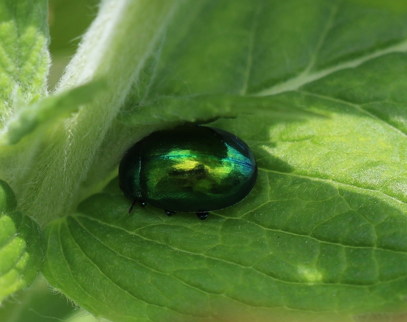 Chrysolina herbacea - zöld mentalevelész