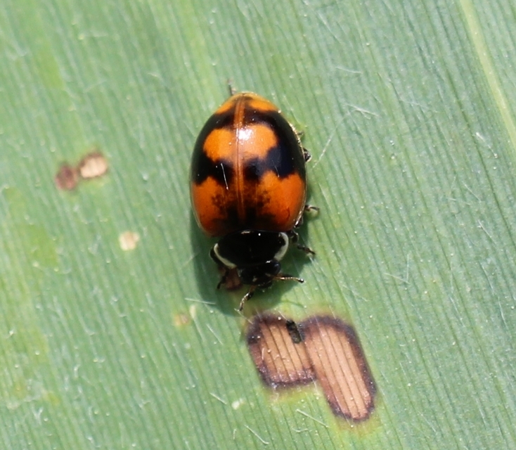 Adalia bipunctata - kétpettyes katica