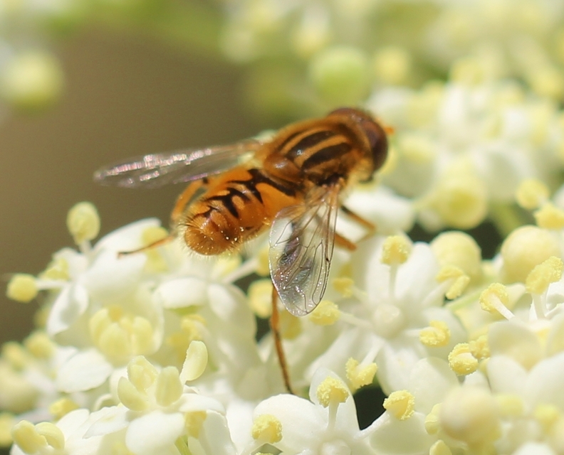 Parhelophilus