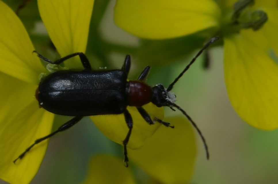 Dinoptera collaris - vörösnyakú virágcincér
