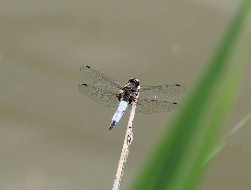 Libellula fulva - kisfoltos laposacsa
