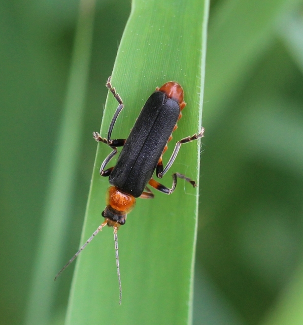 Cantharis livida - mezei lágybogár