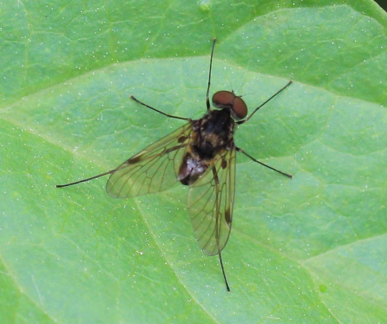 Rhagionidae - kószalégyfélék