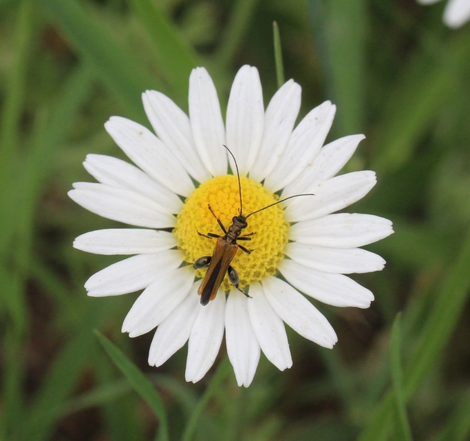 Oedemera femorata - sárgahátú álcincér