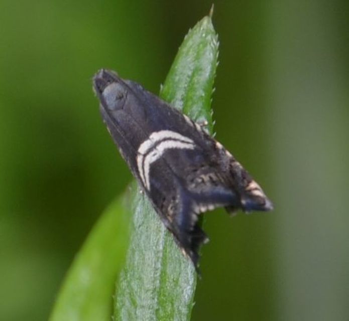 Grapholita