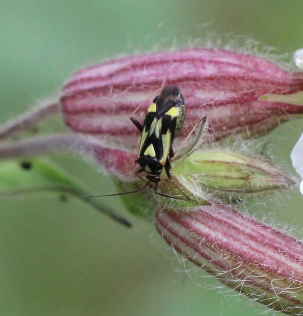 Grypocoris sexguttatus - hatpettyes díszpoloska Grypocoris sexguttatus - hatpettyes díszpoloska