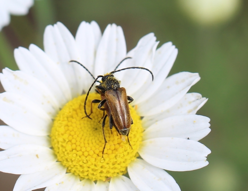 Pseudovadonia livida - barnás virágcincér