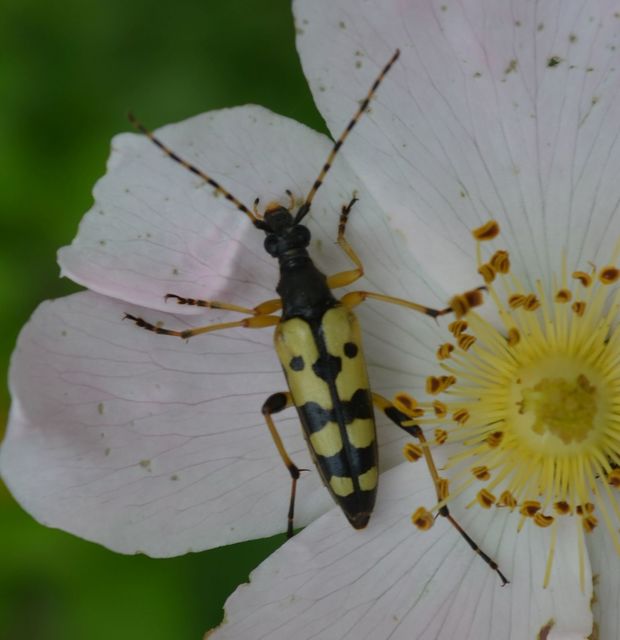 Rutpela maculata - tarkacsápú karcsúcincér