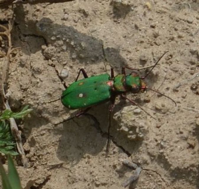 Cicindela campestris - mezei homokfutrinka