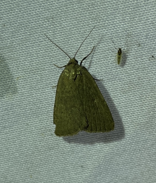 Acosmetia caliginosa - imolabagoly