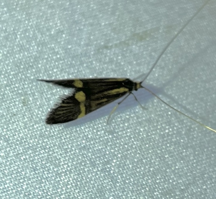 Nemophora degeerella - pompás tőrösmoly