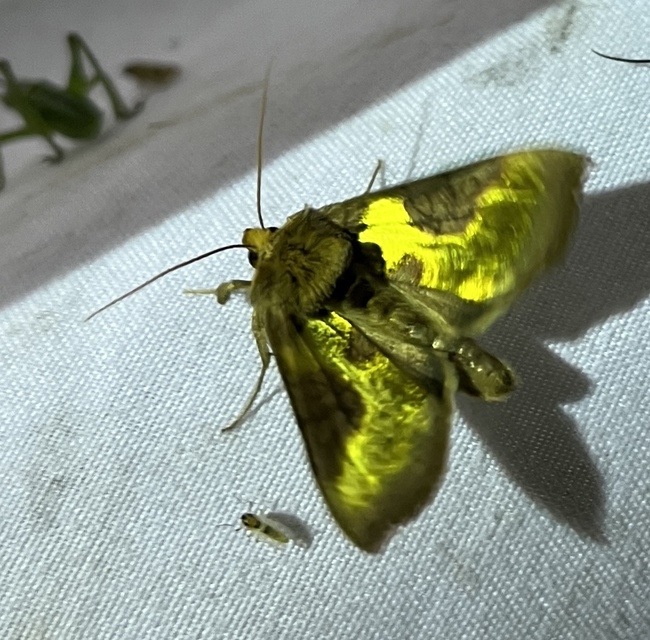 Diachrysia chrysitis/stenochrysis