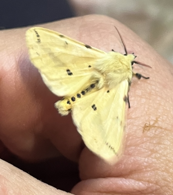 Spilarctia lutea - sárgás medvelepke