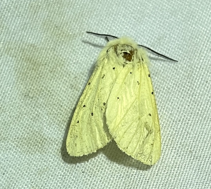 Spilosoma lubricipedum/urticae