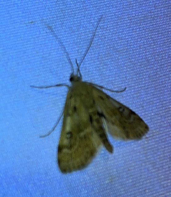 Parapoynx stratiotata - közönséges vízimoly