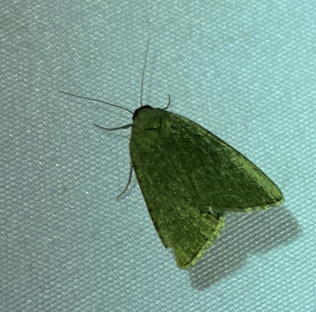Acosmetia caliginosa - imolabagoly