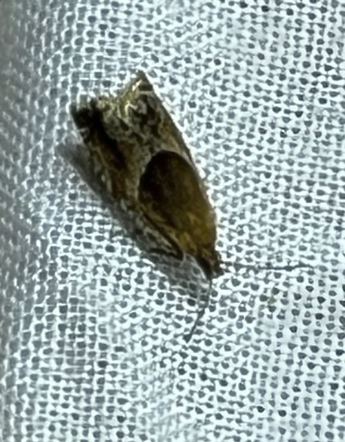 Ancylis