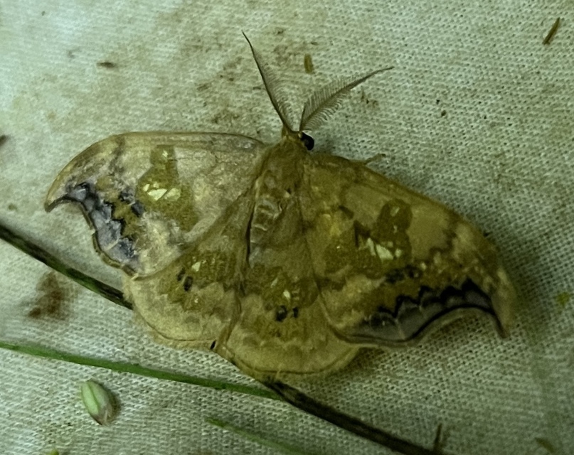 Sabra harpagula - hársfa-sarlósszövő