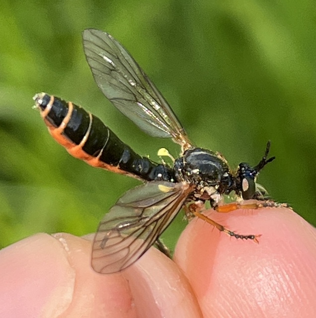 Dioctria rufipes