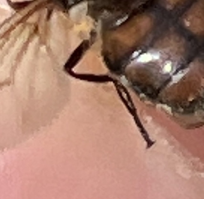 Rhingia campestris - közönséges csőröslégy