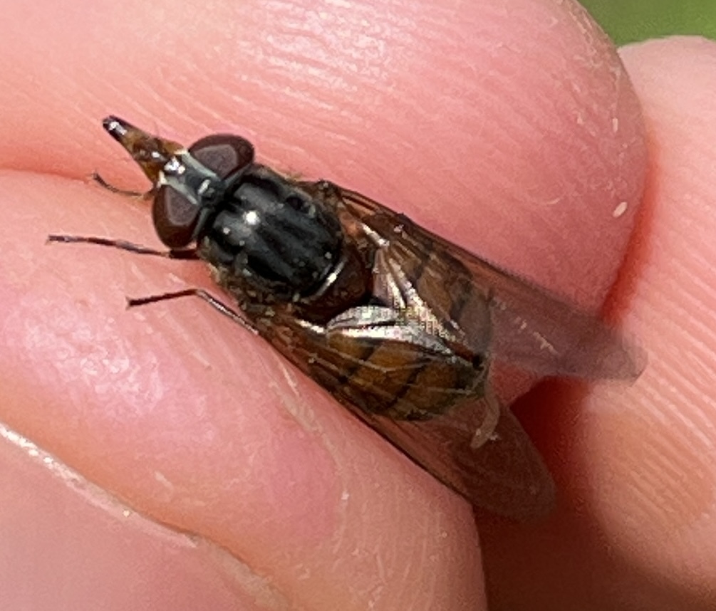Rhingia campestris - közönséges csőröslégy