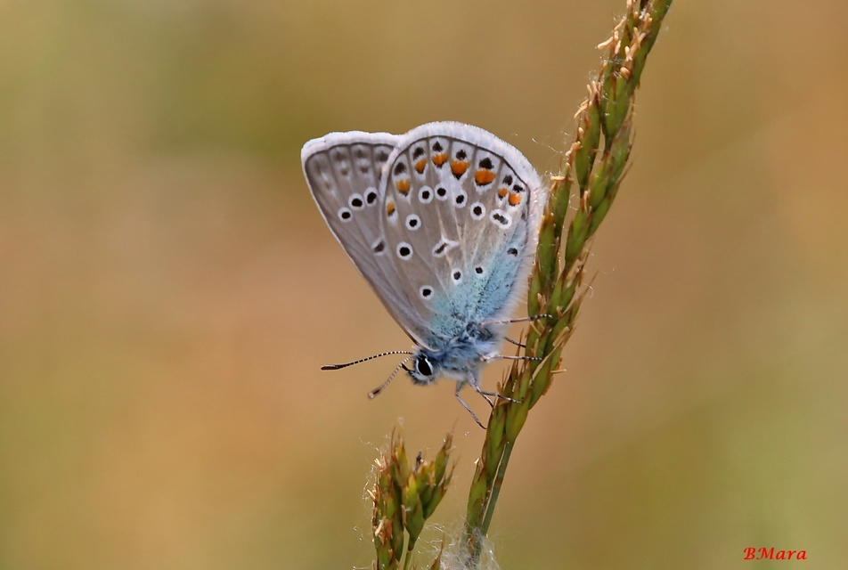 Polyommatus thersites - ibolyaszín boglárka