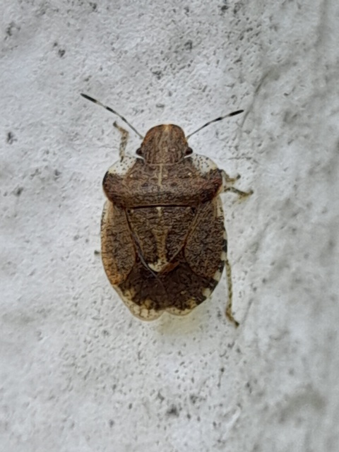 Dyroderes umbraculatus Dyroderes umbraculatus