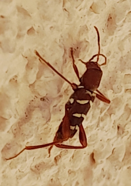 Neoclytus acuminatus - amerikai darázscincér