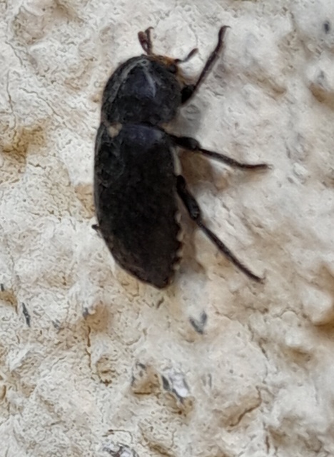 Dermestes laniarius - gyászos porva Dermestes laniarius - gyászos porva