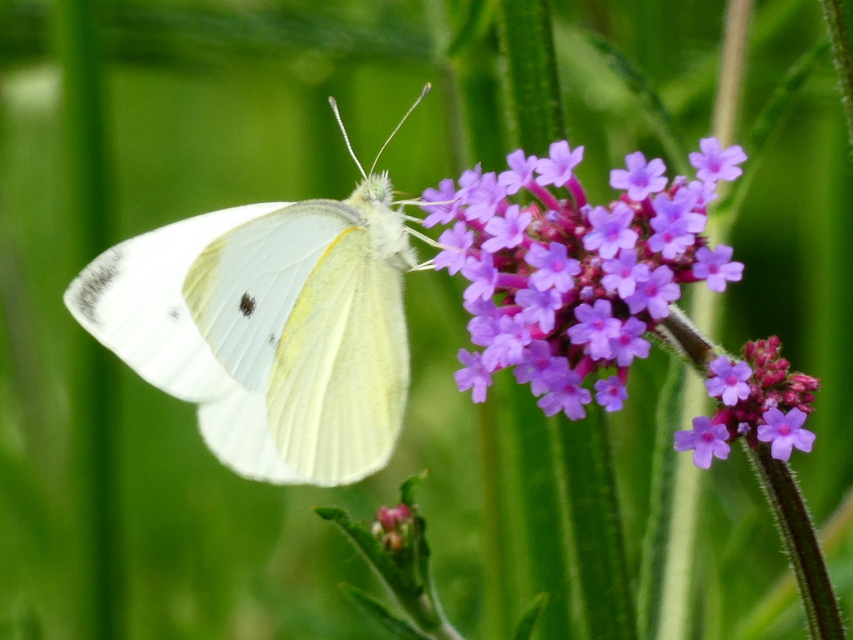 Pieris rapae - répalepke