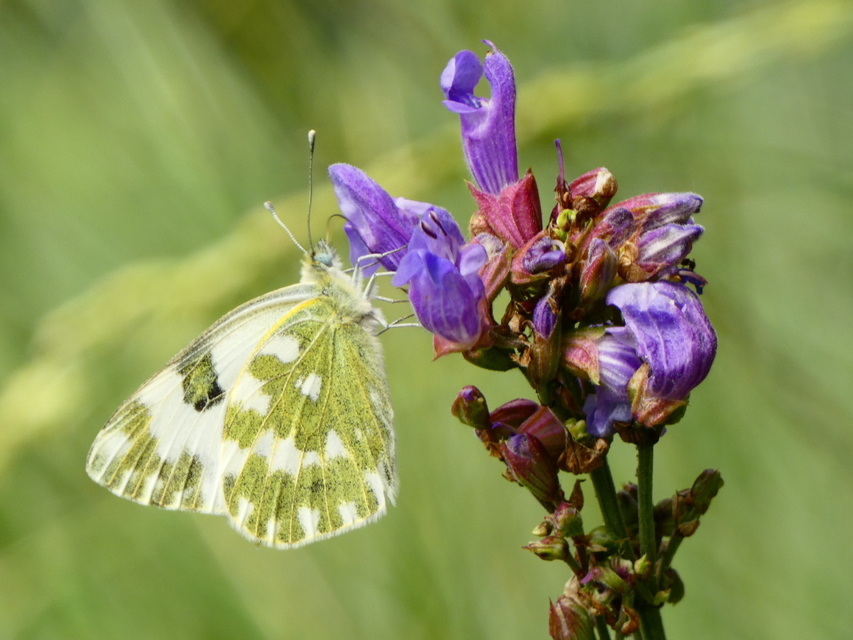 Pontia edusa - rezedalepke