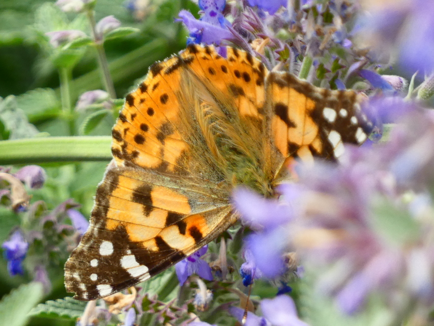 Vanessa cardui - bogáncslepke