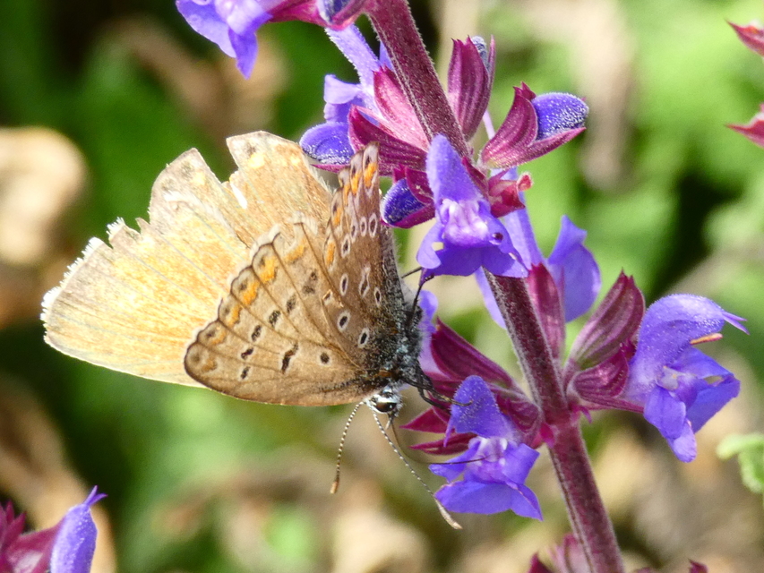 Polyommatus icarus - közönséges boglárka