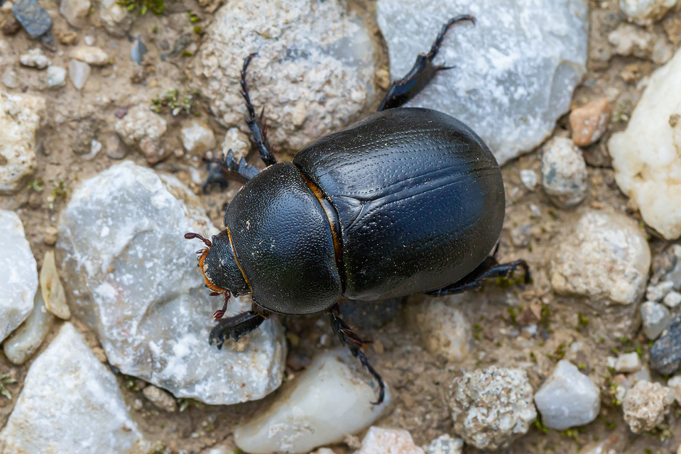 Pentodon idiota - butabogár