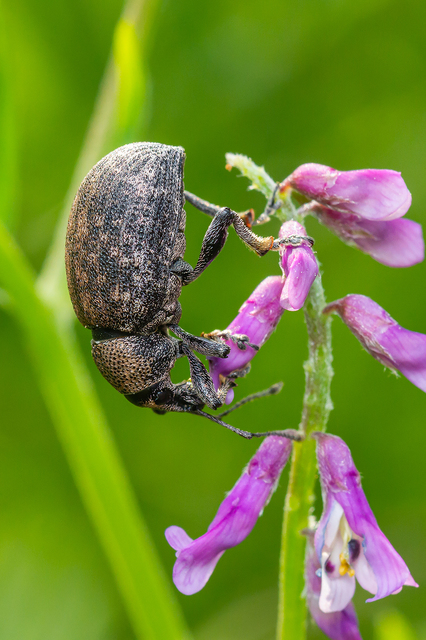 Otiorhynchus ligustici - vincellér-gyalogormányos