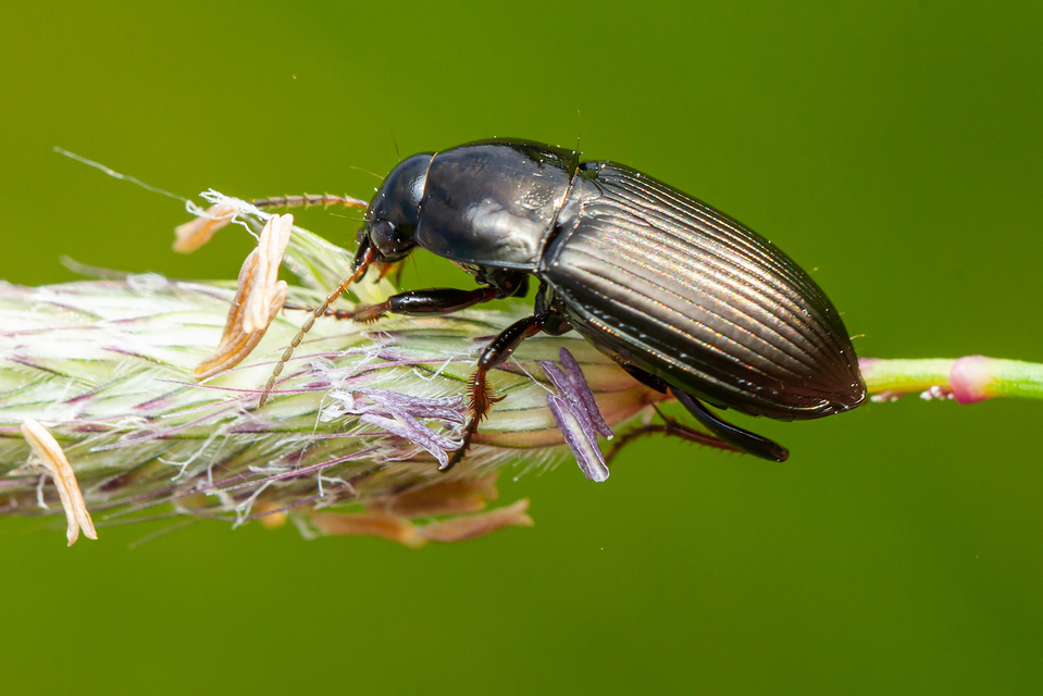 Amara fulvipes - nagy tüskésközfutó Amara fulvipes - nagy tüskésközfutó