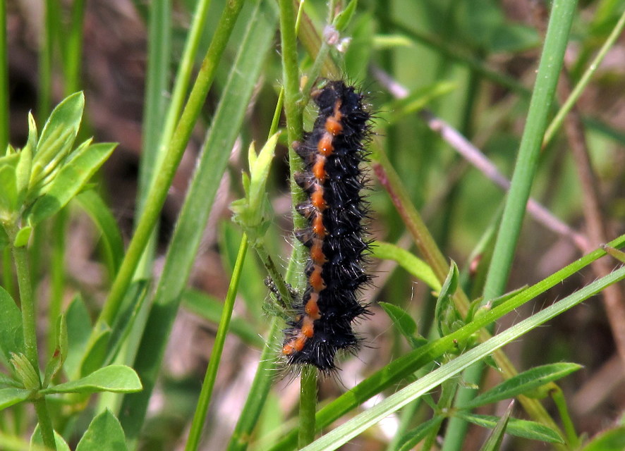 Saturnia pavoniella/pavonia