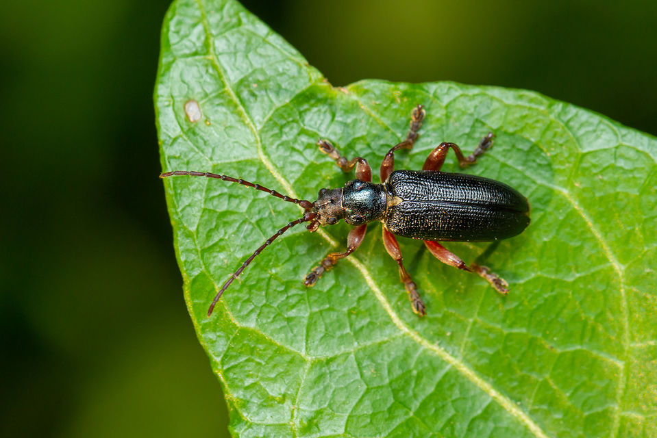 Plateumaris bracata - sötét nádbogár